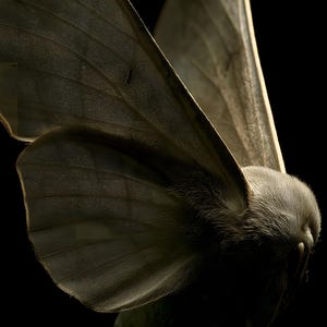Wydruk z bladymi skrzydłami ćmy, sztuka ścienna w stylu Dark Academia Gothic (pobranie cyfrowe) zdjęcie 4