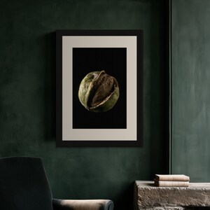Black Walnut Print, Split Husk Art, Dark Academia Study Art, Olive and Brown Printable image 3