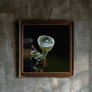 Puede incluir: Una pieza de arte mural cuadrada y enmarcada que presenta una fotografía macro de un pequeño liquen de color verde pálido en forma de copa que crece sobre una superficie oscura y texturizada. El liquen sostiene una gota de agua clara.