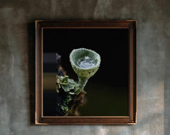 Peut inclure: Une œuvre d'art murale carrée encadrée présentant une photographie macro d'un petit lichen vert pâle en forme de coupe poussant sur une surface sombre et texturée. Le lichen contient une goutte d'eau claire et scintillante en son centre.