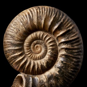 Stampa di un fossile di ammonite a spirale, arte murale dark academia (download digitale) immagine 8