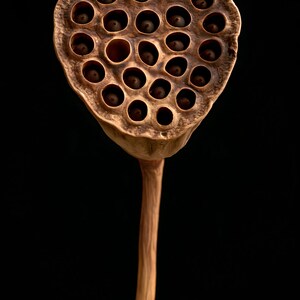 Lotus Seed Pod Print, Dried Botanical Art, Dark Academia Office Art, Copper Brown Printable image 10