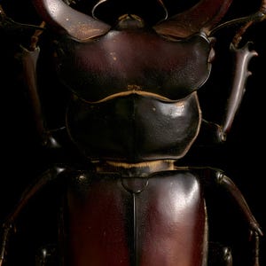 Stag Beetle Print, Dark Academia Wall Art, Gothic Cabinet of Curiosities (Digital Download) image 4
