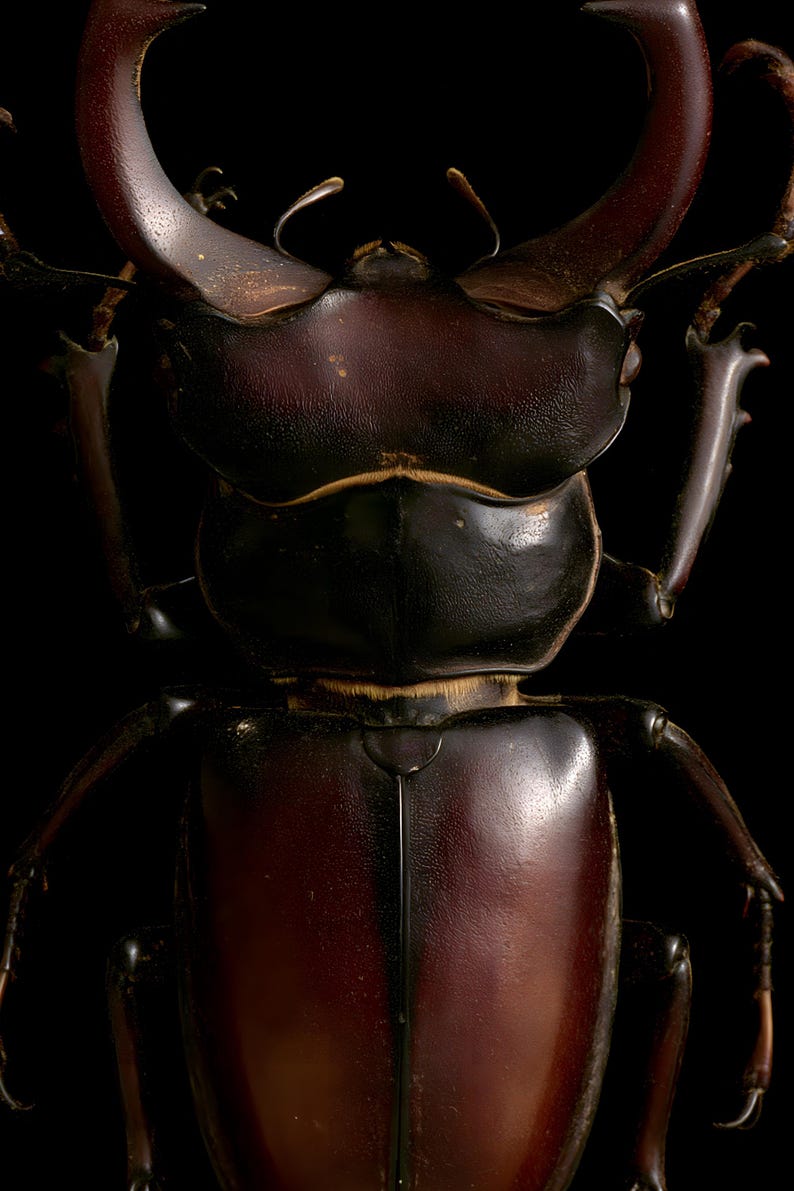 Stag Beetle Print, Dark Academia Wall Art, Gothic Cabinet of Curiosities (Digital Download) image 4