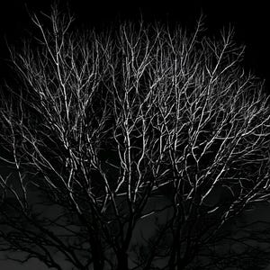 Full Moon Behind Oak Tree Print, Moody Night Sky Wall Art (Digital Download) image 4