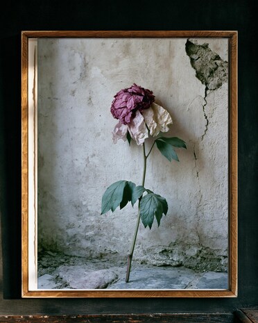 Mauve Peony print from the Duskwood Fell shop