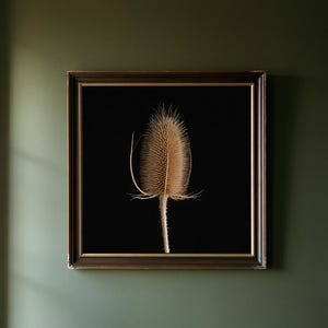May include: A square framed wall art piece featuring a single dried, spiky brown teasel head centered against a solid black background. The frame is dark brown with a thin gold inner border, providing a sharp contrast to the botanical subject.