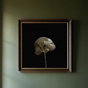 May include: A square framed wall art piece featuring a single dried hydrangea flower with a delicate, lace-like skeletal structure in a pale gold tone. The flower is centered against a solid black background within a dark brown frame with gold trim.