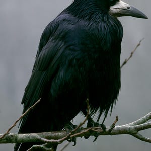 Rook on Ash Branch Print, Gothic Cottagecore Bird Art (Digital Download) image 4