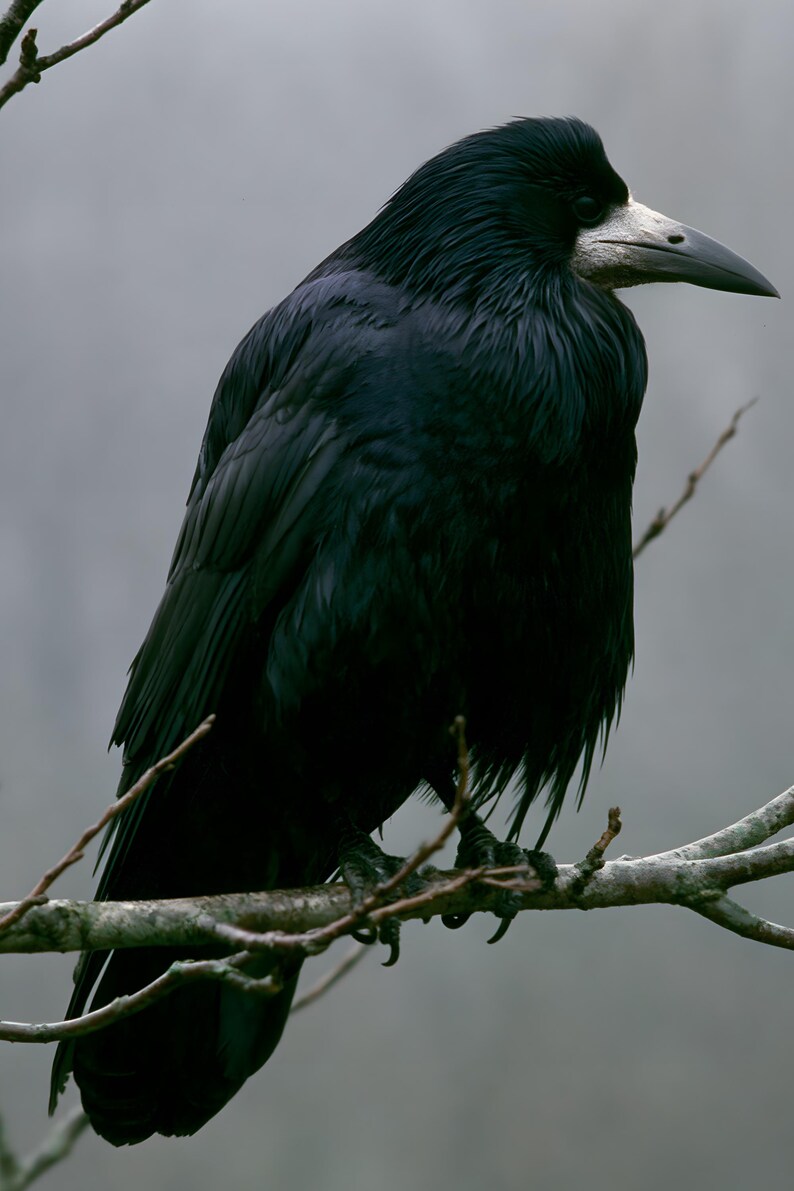 Rook on Ash Branch Print, Gothic Cottagecore Bird Art (Digital Download) image 4
