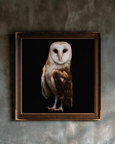 Barn Owl print from the Duskwood Fell shop