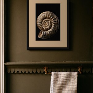Stampa di un fossile di ammonite a spirale, arte murale dark academia (download digitale) immagine 6