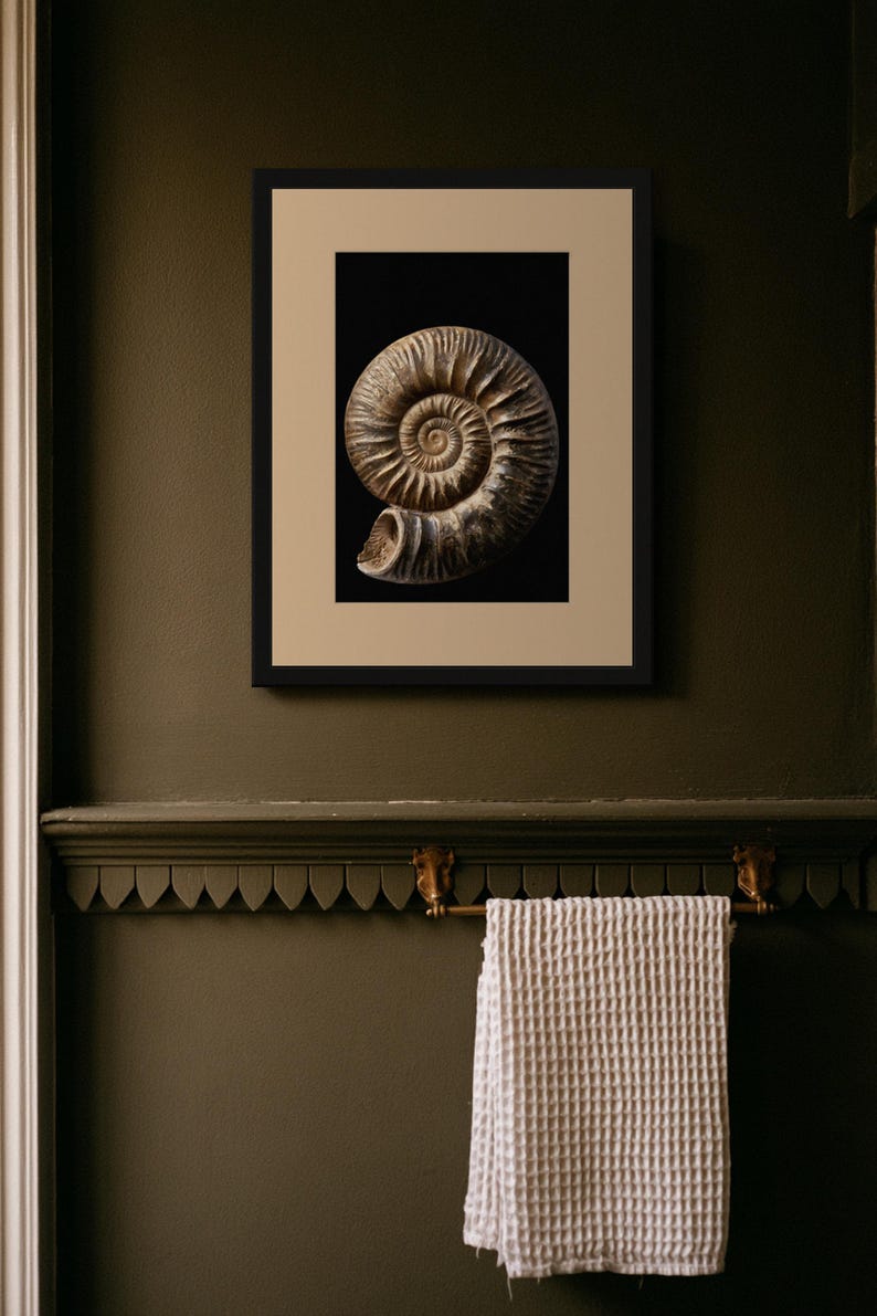 Stampa di un fossile di ammonite a spirale, arte murale dark academia (download digitale) immagine 6
