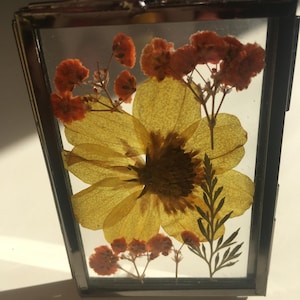 May include: A rectangular glass frame with a thin silver metal border containing pressed dried flowers. The arrangement features a large central yellow flower, smaller orange baby's breath clusters, and a single green fern leaf, all suspended between two panes.