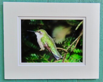 Hummingbird Matted Photo