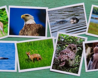 Wildlife & Bird Greeting Cards