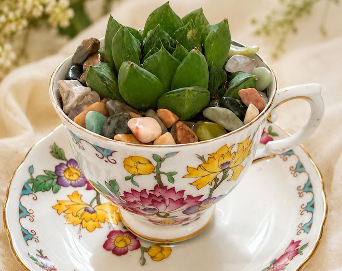 Succulent in antique tea cup and saucer