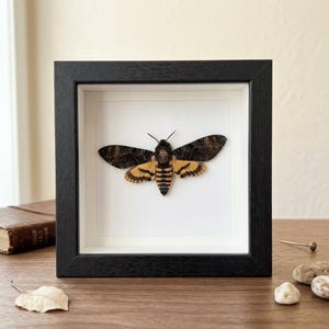 Pode incluir: Um espécime de mariposa esfinge-da-caveira exibido dentro de uma moldura quadrada preta. A mariposa apresenta asas anteriores castanho-escuras com padrões e asas posteriores e abdómen com riscas amarelas e pretas, com uma marca de caveira no tórax.