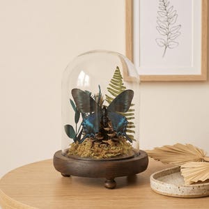 May include: A dark blue and black butterfly specimen displayed inside a clear glass dome cloche. The butterfly rests on a brown pinecone and green moss base, which is supported by a circular dark wood stand with small rounded feet.