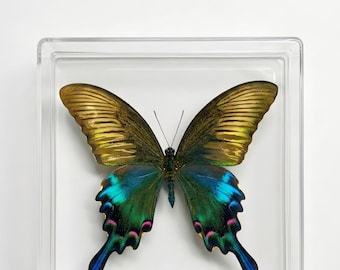 1-50 peças Pavão Chinês e Inseto | Espécime Papilio bianor | Suprimentos para Artesanato Fairycore