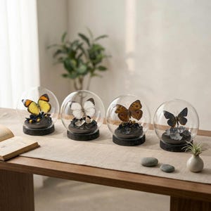 Puede incluir: Cuatro cúpulas de cristal que contienen cada una un espécimen de mariposa preservado sobre una base oscura. Las mariposas presentan distintos patrones de color, incluyendo amarillo, blanco, marrón y azul oscuro, sobre elementos florales.
