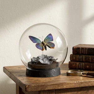 Puede incluir: Una cúpula de cristal transparente que contiene una mariposa preservada con alas iridiscentes azules y moradas. La mariposa está montada sobre un tallo fino encima de un grupo de pétalos de hortensia de tela gris, sobre una base circular oscura.