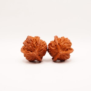 May include: Two brown, textured walnuts with a polished finish. Each nut features a complex, deeply grooved surface with a prominent central ridge running across the middle, showcasing a natural, organic shape and a rich, warm brown color.