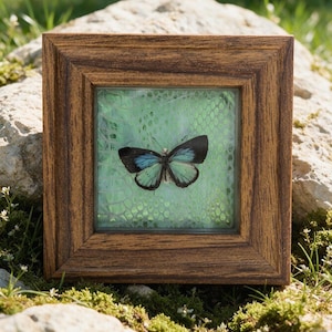 May include: A square wooden frame containing a preserved butterfly specimen with black and light blue wings. The butterfly is mounted against a light green background featuring a textured, net-like pattern behind a clear glass pane.
