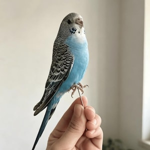 Ejemplar de periquito y montaje de cuerpo entero / Exhibición de aves en postura de descanso / Decoración de salón victoriano