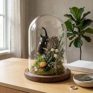 Op de afbeelding: Een groot zwart neushoornkever-exemplaar is gemonteerd op een stuk textuurrijke schors in een doorzichtige glazen stolp. Het display bevat groen mos, gedroogde witte bloemen en een kleine oranje bloem, geplaatst op een ronde houten voet.