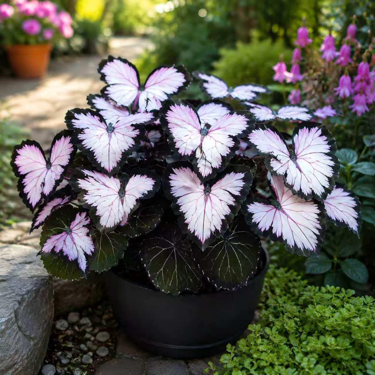 Begonias moonlight butterfly plant - Etsy 日本