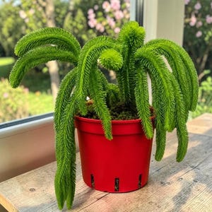 Puede incluir: Una planta Huperzia squarrosa de color verde vibrante con follaje largo, colgante y en forma de aguja que cae sobre los lados de una maceta de plástico roja brillante. La planta presenta tallos densos y texturizados que se arquean hacia afuera.