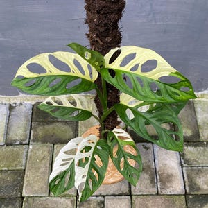 Pode incluir: Uma planta Monstera adansonii variegada com fenestrações distintas nas folhas, apresentando uma mistura de tons verde-escuro e branco-creme. A planta é apoiada por um tutor de musgo castanho-escuro e plantada num vaso redondo de cor clara.