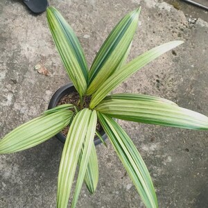 Variegated Lipstick Palm (Cyrtostachys renda) Live Plant | Tropical Variegated Palm | Exotic Indoor & Outdoor Collector Plant