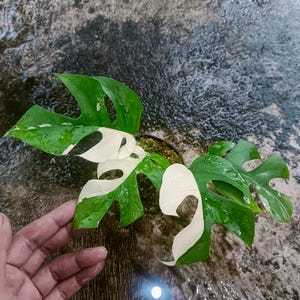 Variegated rhaphidophora - Etsy 日本