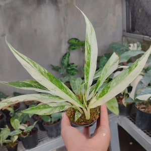 Rhaphidophora megasperma - Etsy 日本