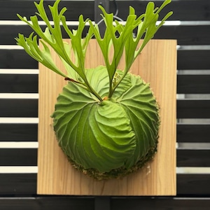 Puede incluir: Un helecho cuerno de alce Platycerium montado sobre una tabla de madera cuadrada de color claro. La planta presenta una fronda basal verde, redondeada y texturizada, y varias frondas fértiles erguidas, ramificadas y con forma de asta.