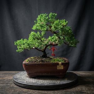 May include: A miniature juniper bonsai tree with dense green foliage and a dark brown, textured trunk. The tree is planted in a rectangular brown ceramic pot featuring a small gold-colored metal tag with Chinese characters. A red decorative knot hangs.