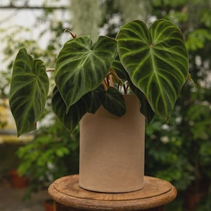 Philodendron erubescens - Etsy 日本