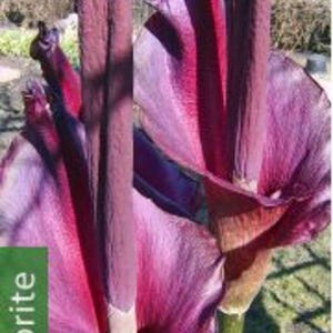 Könnte beinhalten: Zwei große, tiefviolette Voodoo-Lilienblüten mit hohen, texturierten zentralen Spadices und breiten, gewellten Spathen. Die Pflanzen haben dicke, gesprenkelte grüne Stängel und dunkle, samtige Blütenblätter, die sich nach außen wölben.