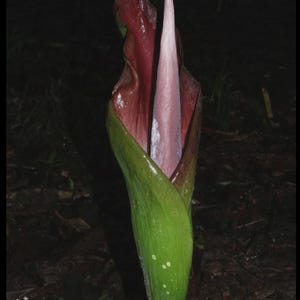 Könnte beinhalten: Eine hohe, aufrechte Blume mit einem zentralen, blassrosa, kegelförmigen Spadix, der von einem tief dunkelroten, gerüschten Hochblatt umgeben ist. Die Basis der Blume ist von einer glatten, hellgrünen, länglichen Hülle mit weißen Flecken umgeben.