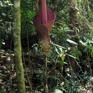 Può includere: Un alto fiore di Amorphophallus titanum con uno spadice appuntito color marrone scuro e una spata svasata. La base del fiore è punteggiata di macchie verde chiaro, mentre il lungo stelo sottile presenta un motivo maculato marrone e verde.
