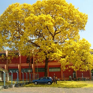 Tabebuia ochracea 15 frön (Gyllene trumpetträd) – Prydnadsträd med litet till medelstort format