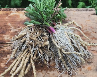 Skirret 15 semillas (Sium sisarum)