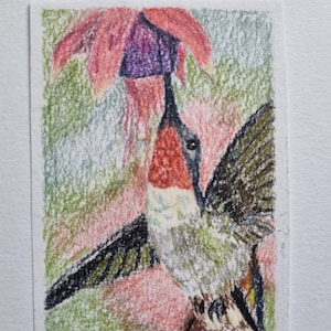 Può includere: Un disegno a matita colorata di un colibrì con la gola rosso brillante e le ali scure, in volo stazionario vicino a un grande fiore di fucsia pendente. L'uccello è di profilo, rivolto verso i petali viola e rosa del fiore.