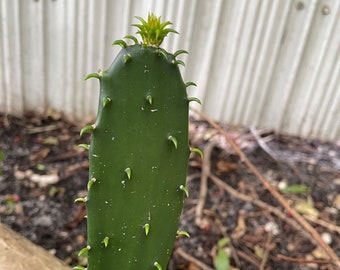 OPUNTIA COCHENILLIFERA, Road kill Cactus Pads - Free Shipping