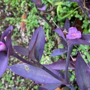 Purple Heart Plants CUTTINGS - Tradescantia pallida, Purple Secretia