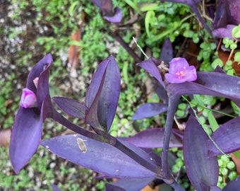 Purple Heart Plants ROOTED or CUTTINGS - Tradescantia pallida, Purple Secretia