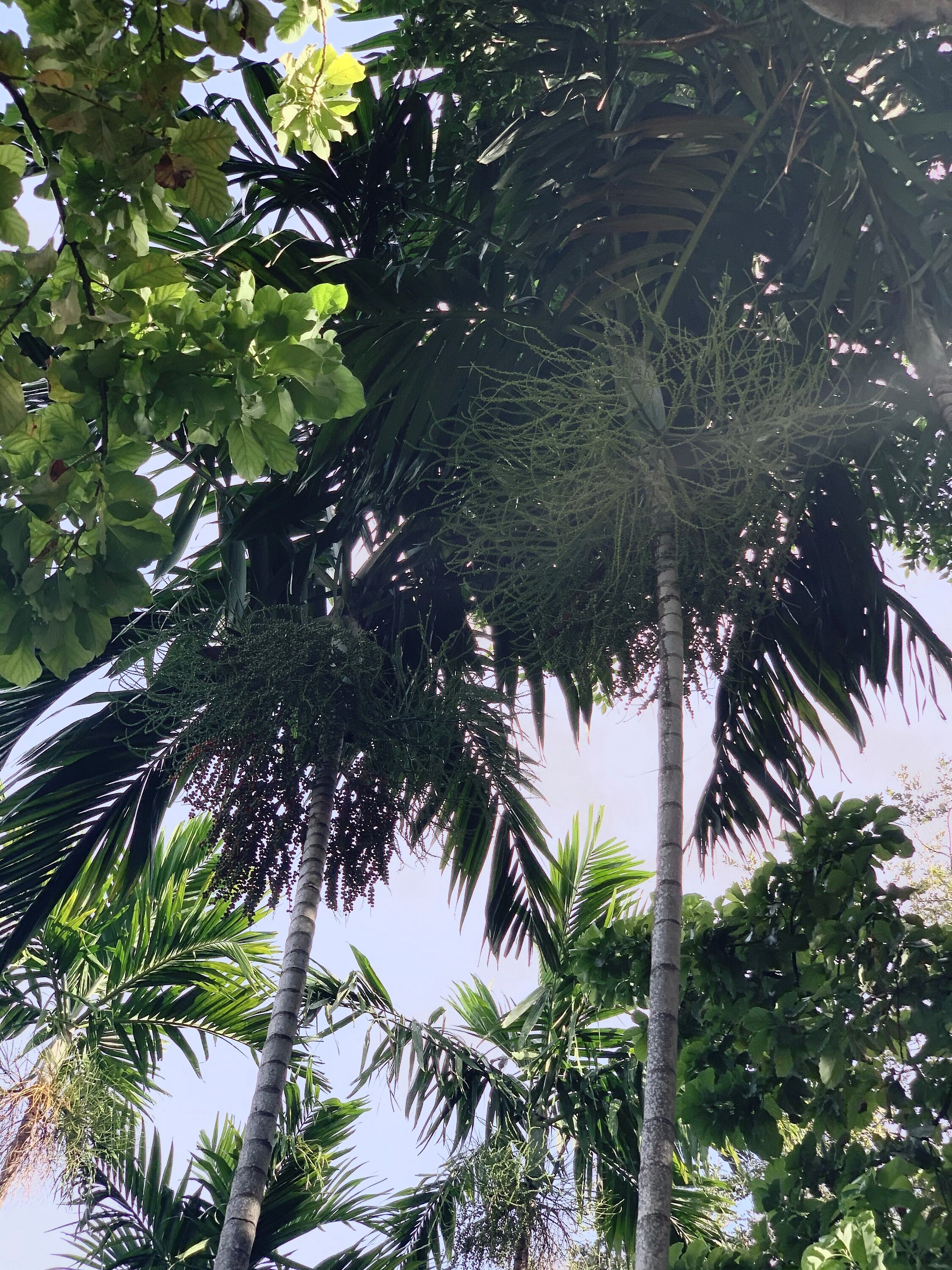 Fresh Organically Grown Palm Tree Seedlings Etsy