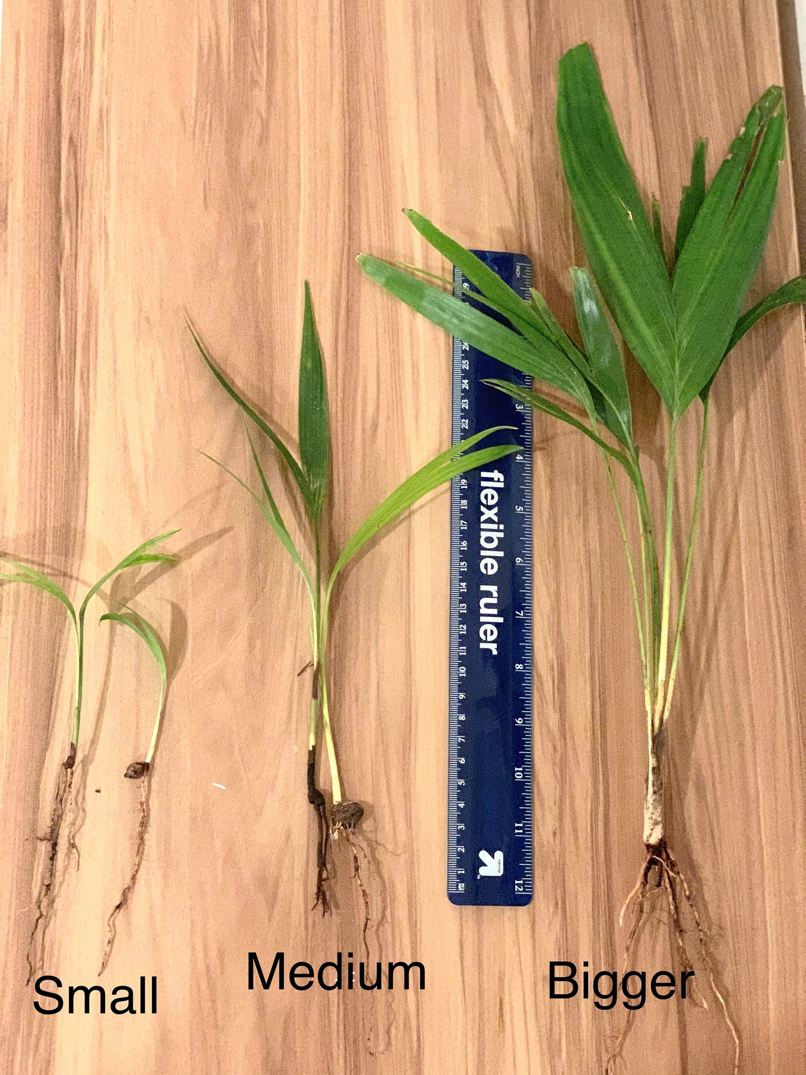 Fresh Organically Grown Palm Tree Seedlings Etsy